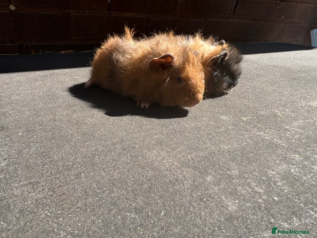 Guinea Pig rodents for sale: Stunning baby male guinea pigs  - Image 8