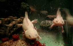 Axolotl reptiles for sale: Axolotls  - Image 27