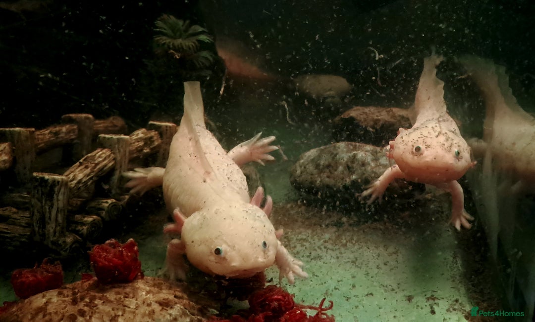 Axolotl reptiles for sale: Axolotls  - Image 27