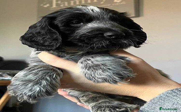 Cocker Spaniel dogs - Advert 2