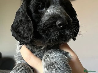 Cocker Spaniel dogs - Advert 2
