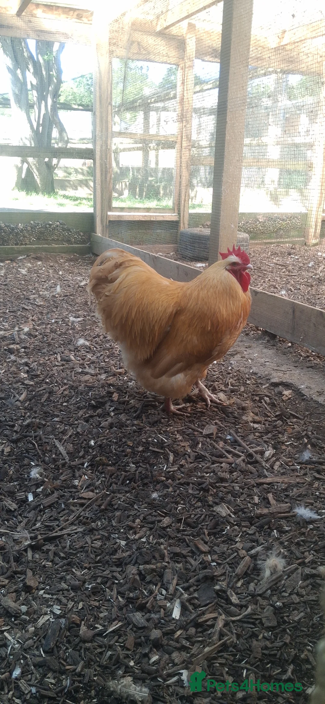Chickens poultry for sale: Buff Orpington cockeral for sale in Ashford - Advert 1