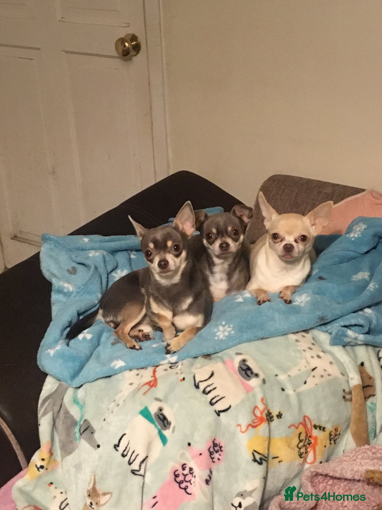 Chihuahua dogs for sale: 3 chihuahuas  - Advert 5