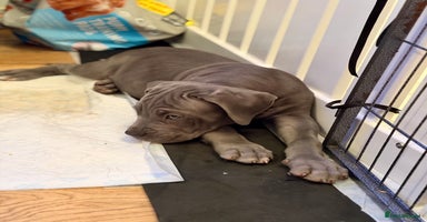 Mixed Breed dogs - Advert 8