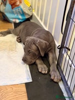 Mixed Breed dogs - Advert 8