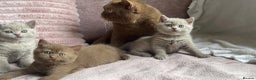 British Shorthair cats for sale: Beautiful BSH Kittens  - Advert 8