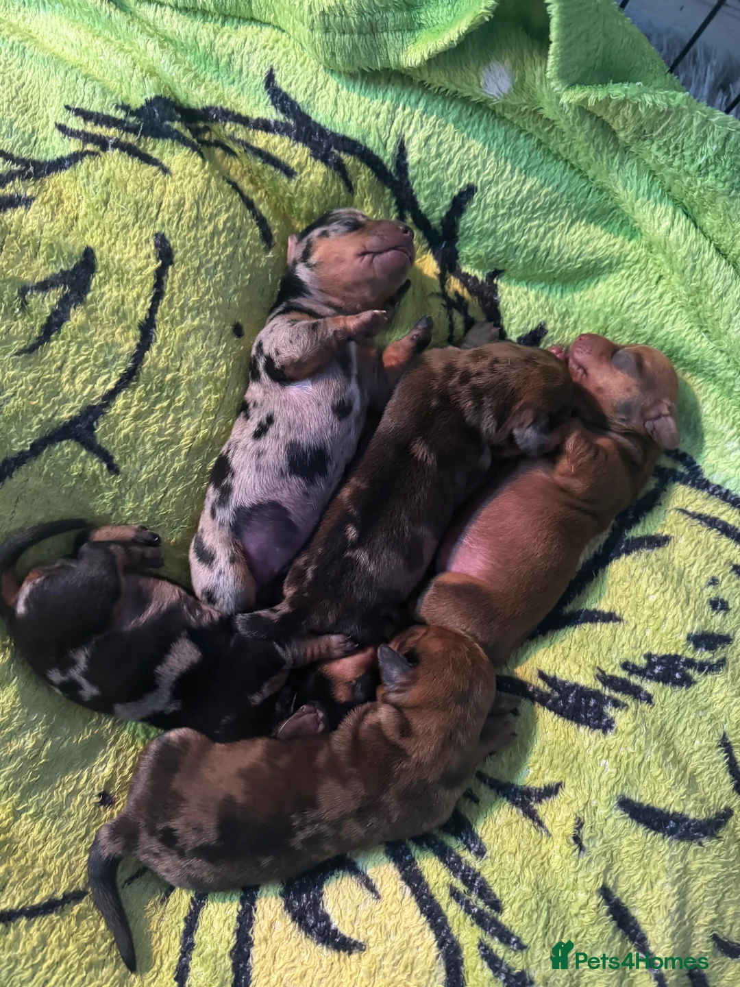 Dachshund dogs for sale: Dachshund Puppies  - Advert 1