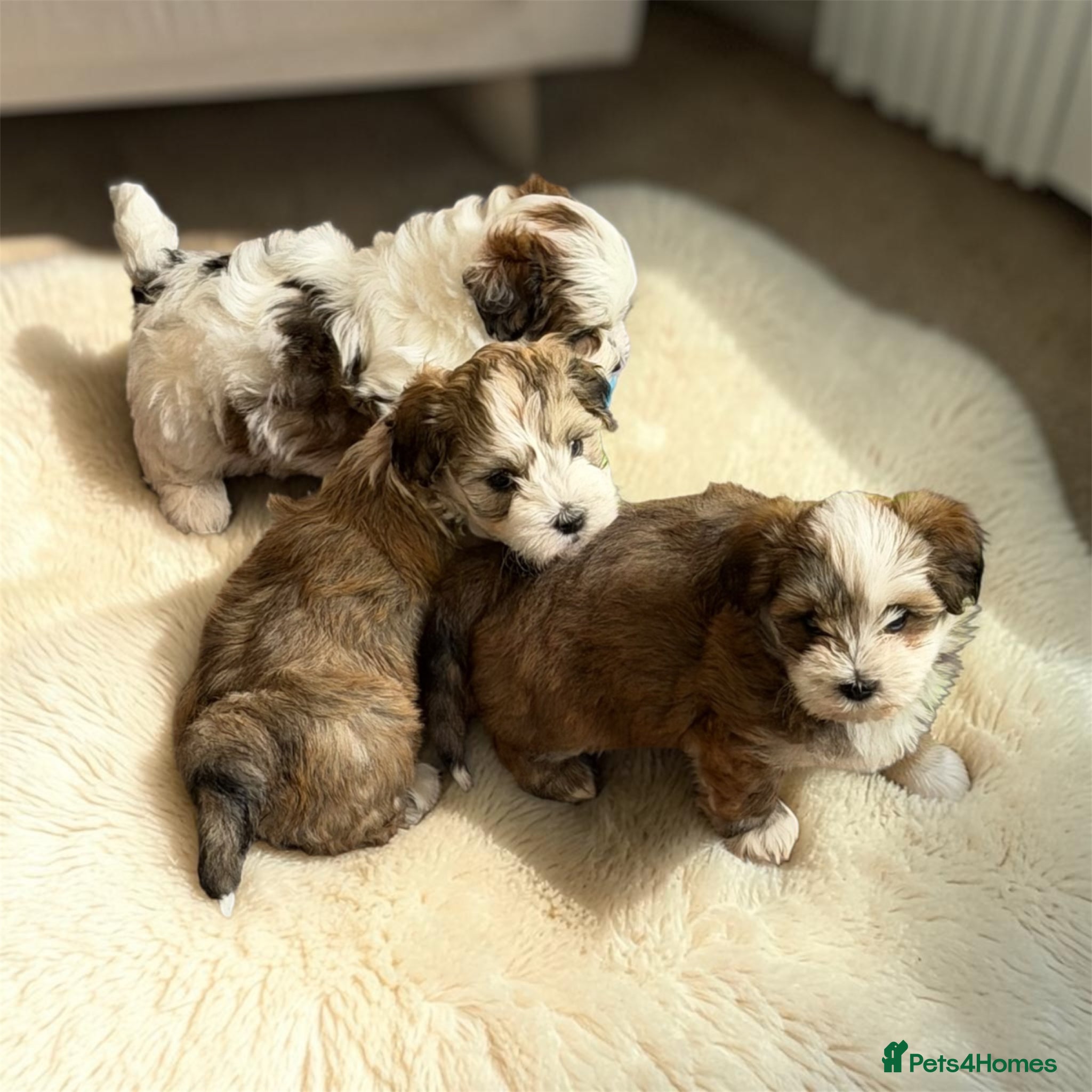 Havanese dogs Pure KC Havanese from 5 star licensed breeder  - Advert 1