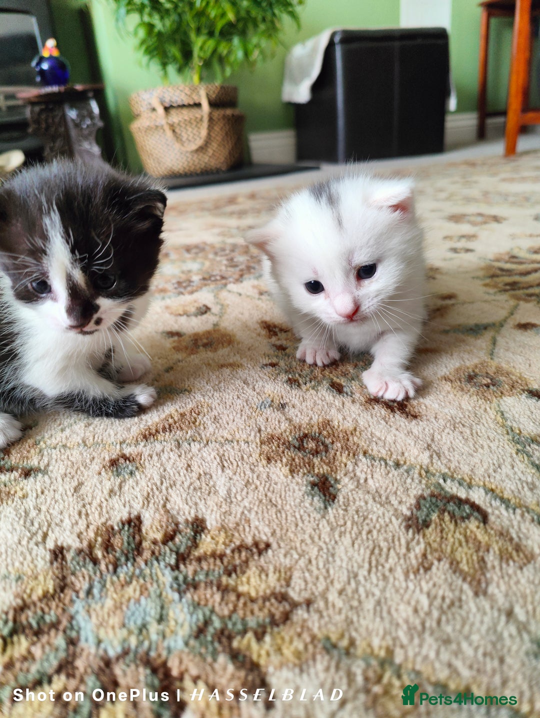 Turkish Angora cats for sale: Turkish Angora kittens for sale - Image 8