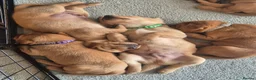 Labrador Retriever dogs for sale: Labrador  in Northallerton - Advert 14