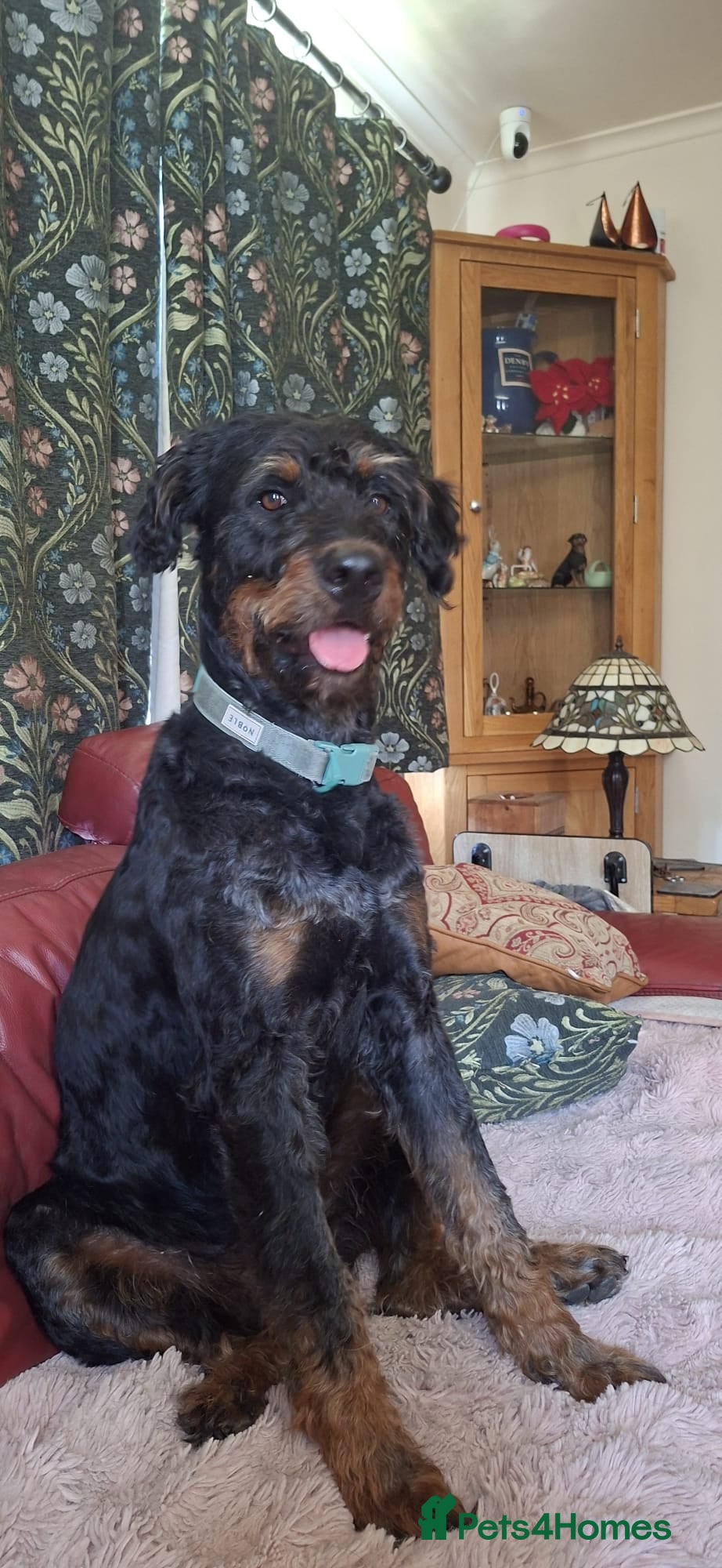 Mixed Breed dogs Rottweiler x standard poodle Rottle F1b - Advert 1