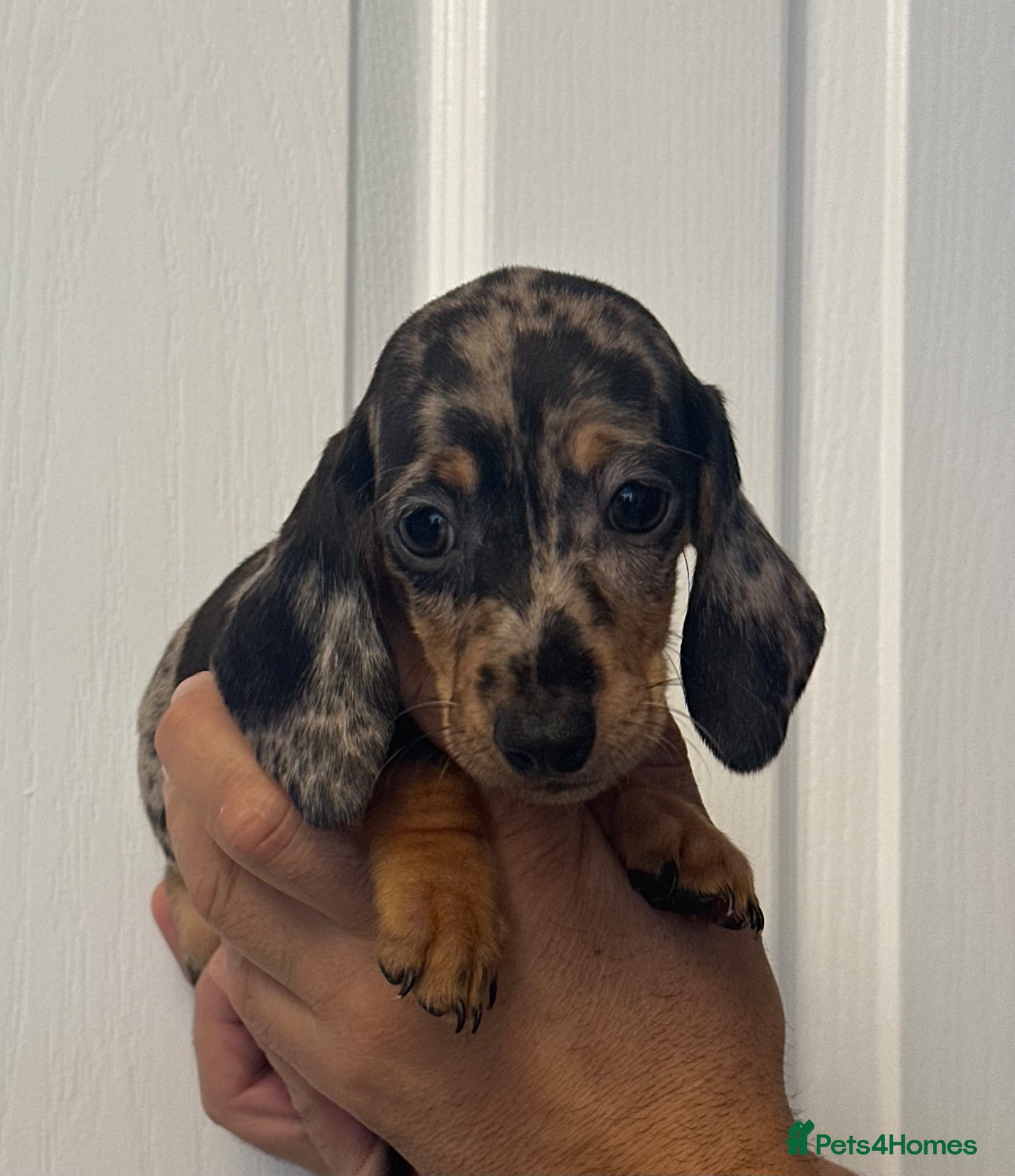 Miniature Dachshund dogs Miniature dachshund  - Advert 15
