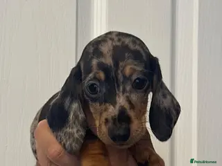 Miniature Dachshund dogs Miniature dachshund - Advert 15
