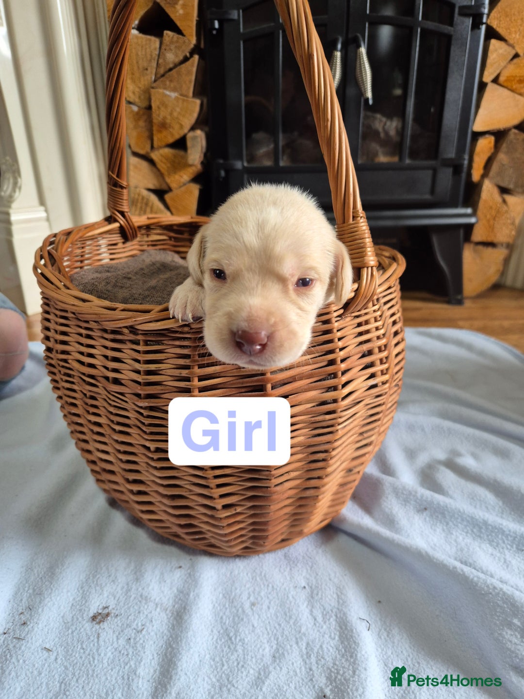 Labrador Retriever dogs for sale: Chunky Labrador retriever pups for sale - Image 9