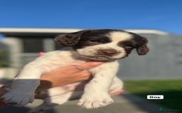 English Springer Spaniel dogs for sale: ✨ Working English Springer Spaniel Puppies ✨ - Image 16