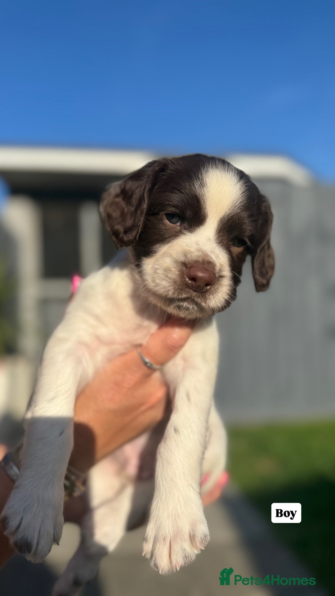 English Springer Spaniel dogs for sale: ✨ Working English Springer Spaniel Puppies ✨ - Image 16