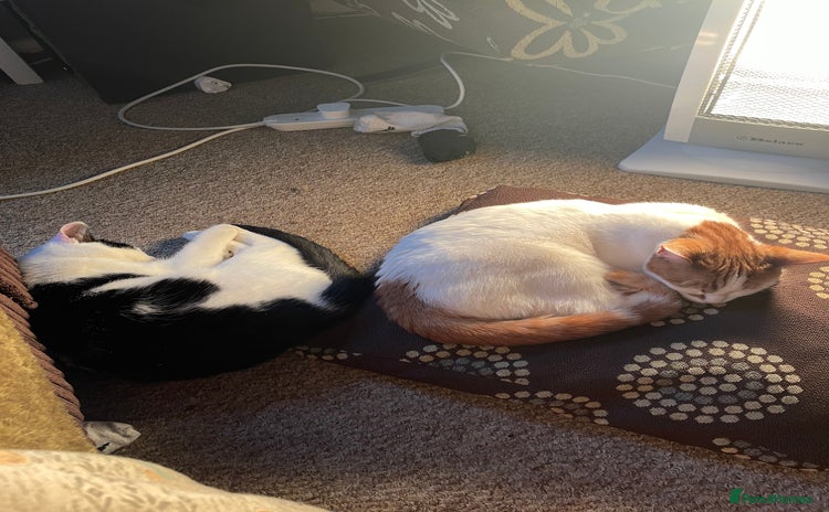 Mixed Breed cats - Advert 1