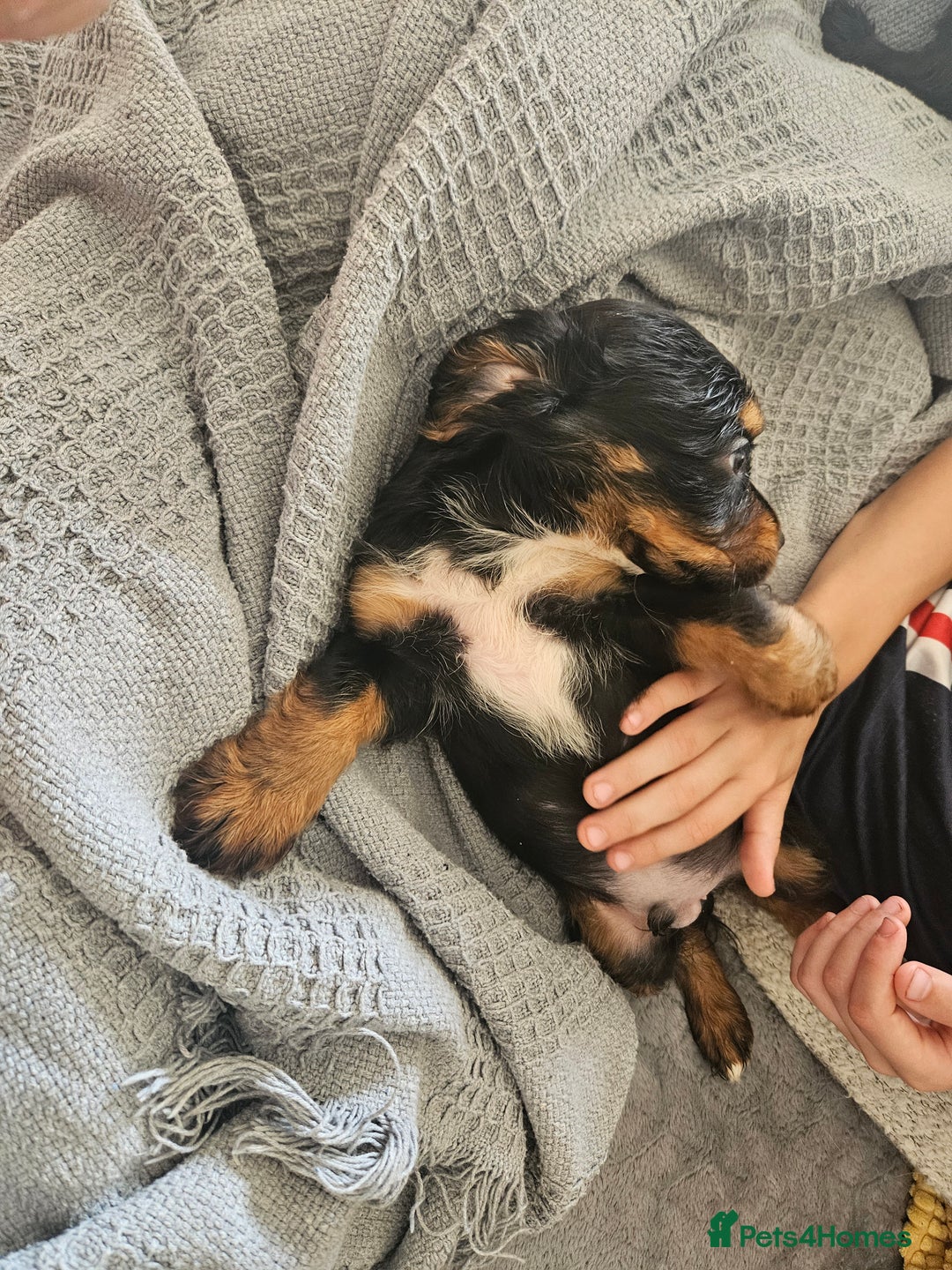 Cocker Spaniel dogs for sale: Gorgeous Cocker Spaniel now 8 weeks old - Image 6