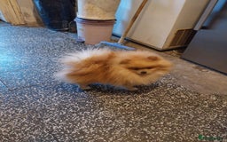 Pomeranian dogs for sale: Pomeranian girls and boys available  - Image 13