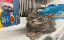 Mixed Breed cats for sale: AVAILABLE SECOND WEEK OF SEPTEMBER  - Image 2