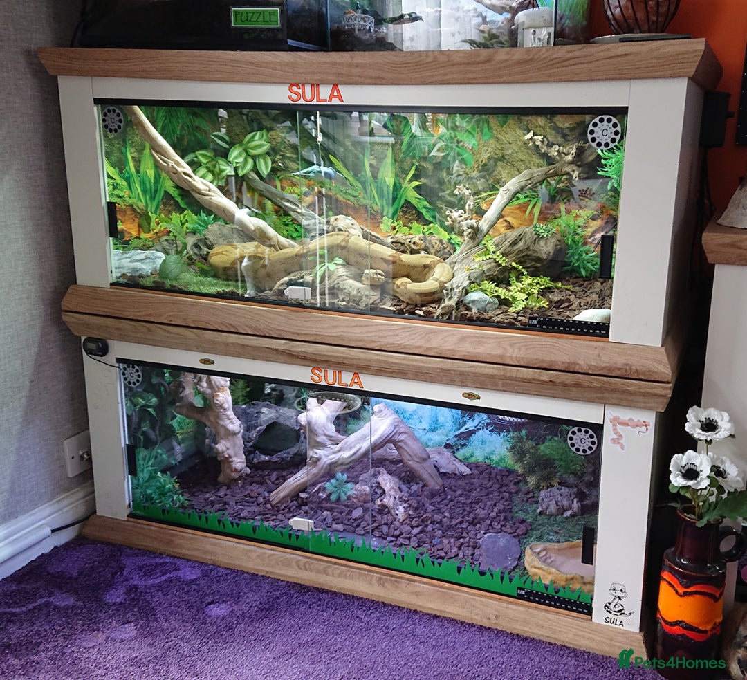 Boa Snake reptiles for sale: Hog Island boa and full double level custom set up - Image 7