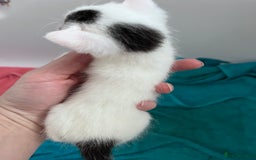 Mixed Breed cats for sale: Mixed breed stunning kittens - Image 8