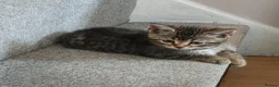 Mixed Breed cats for sale: Bengal Marble & Turkish Agora - Advert 11