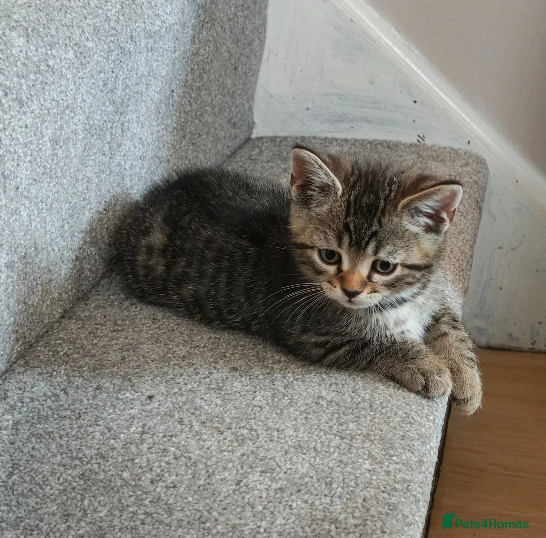 Mixed Breed cats for sale: Bengal Marble & Turkish Agora - Advert 11