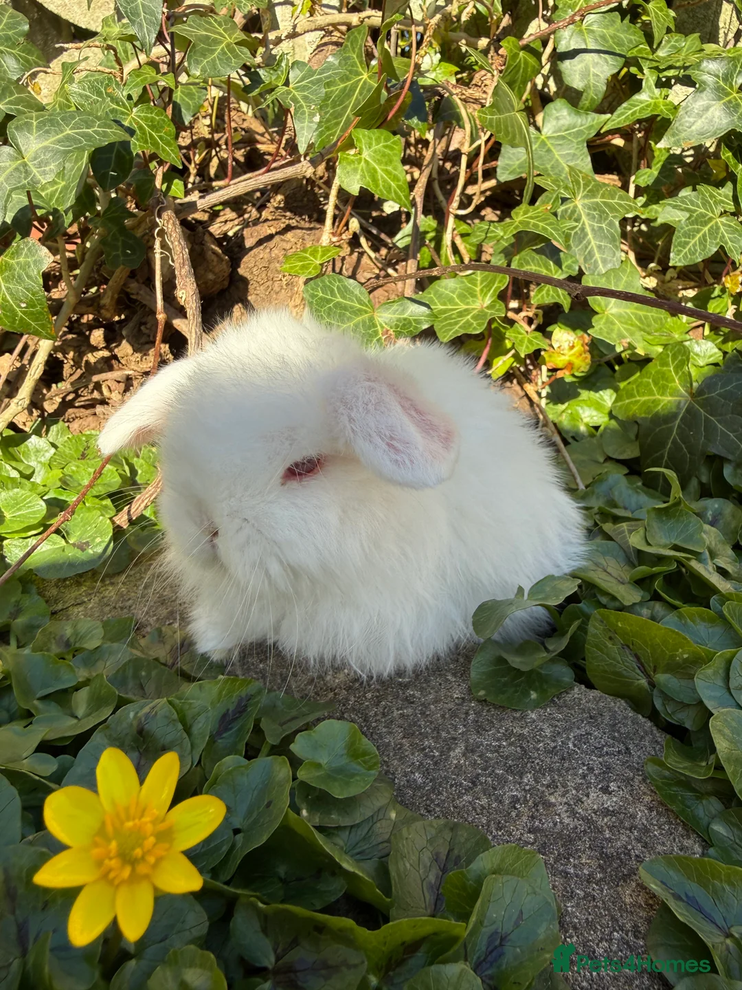 Mini Lop rabbits for sale: Top quality pedigree mini lops  - Advert 1