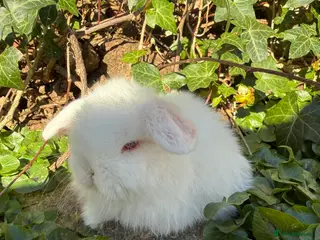 Mini Lop rabbits Top quality pedigree mini lops - Advert 3