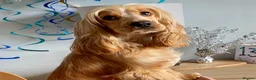 Cocker Spaniel dogs for sale: Ready Now RKC Reg DNA CLEAR Show Cocker Female in Fareham - Advert 6