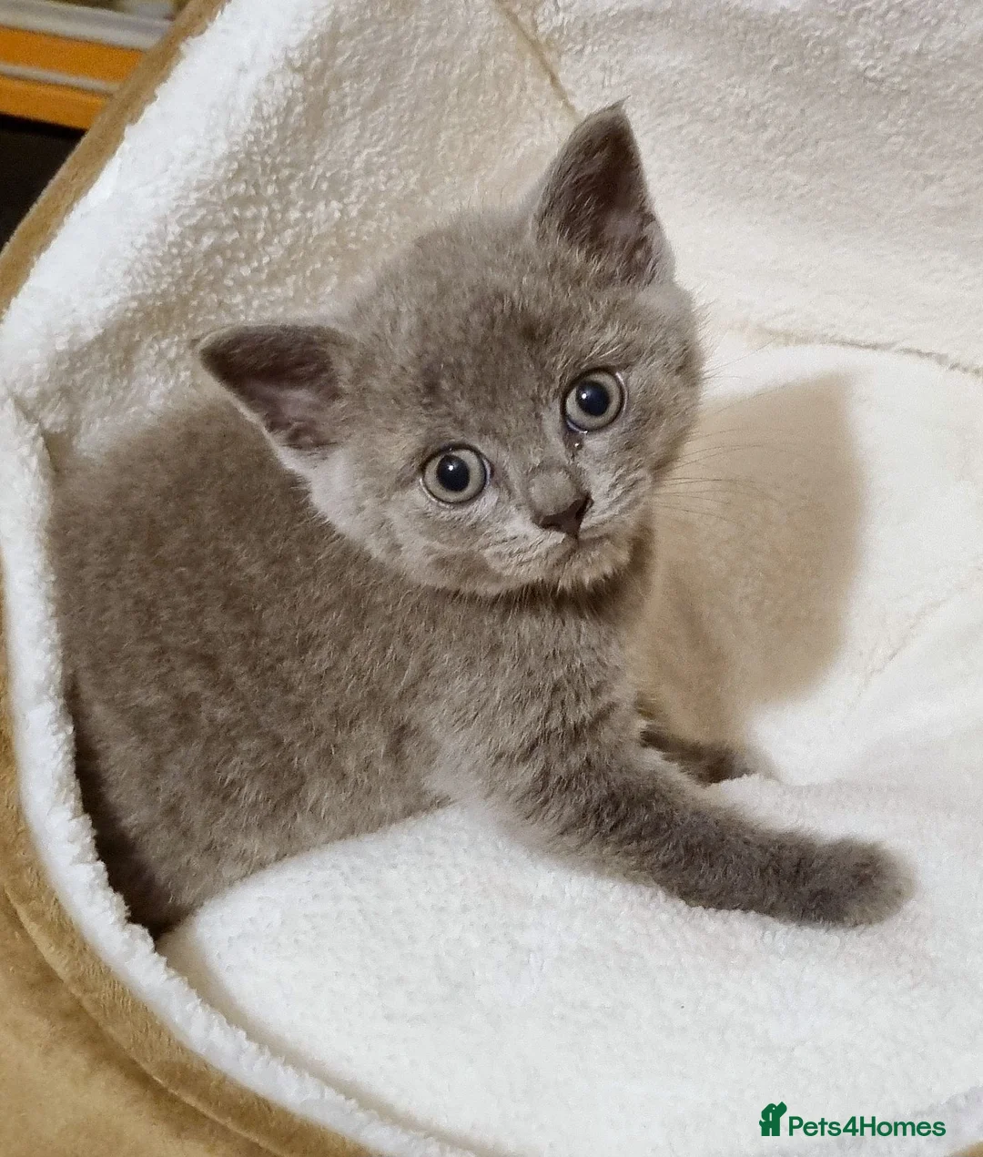 British Shorthair cats for sale: Beautiful British Shorthair Kittens - Advert 2