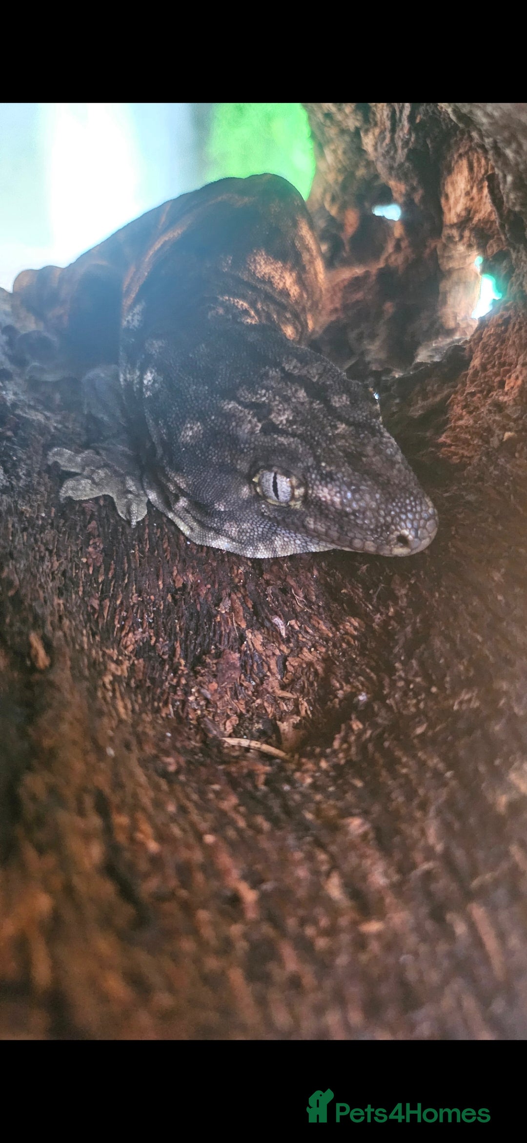 Gecko reptiles Nuu Ami female leachianus gecko  - Advert 9