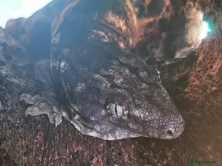 Gecko reptiles Nuu Ami female leachianus gecko - Advert 1