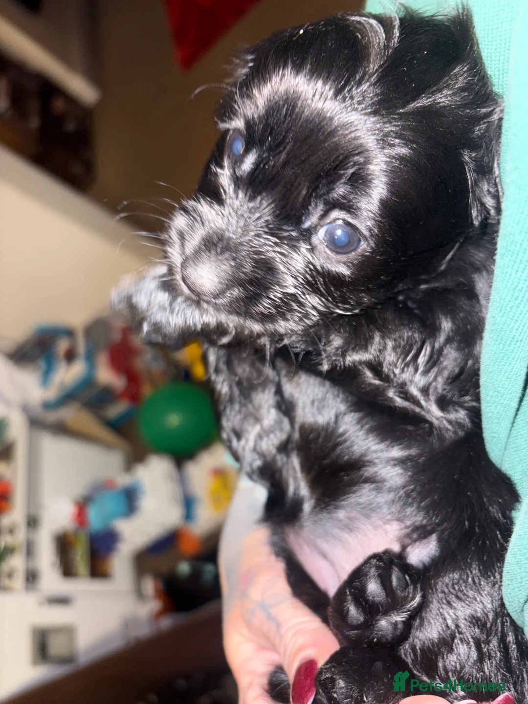 Mixed Breed dogs for sale: Beautiful Cavapoo puppies  - Advert 25