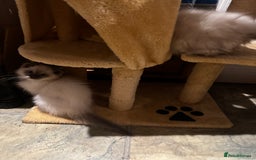 Ragdoll cats for sale: Seal Point Pedigree Ragdoll Kittens x 3 - Image 2