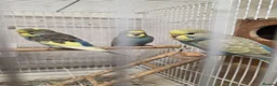 Budgerigars birds for sale: Gorgeous Baby Budgies  - Advert 7