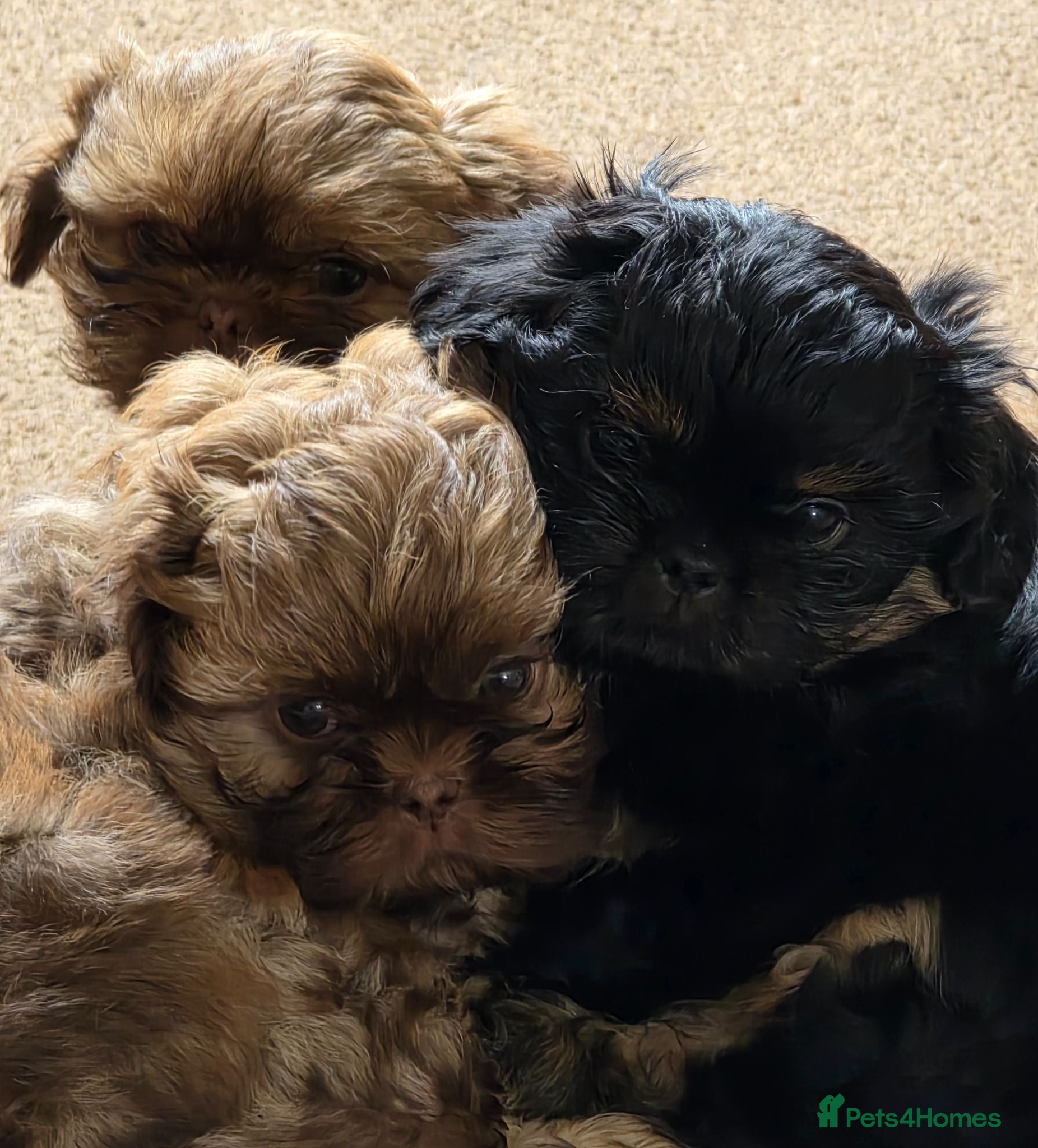 Shih Tzu dogs Stunning KC registered Imperial Shih Tzu puppies - Advert 2