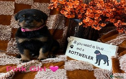 Rottweiler dogs for sale: The best of the best Rottweilers  - Image 24