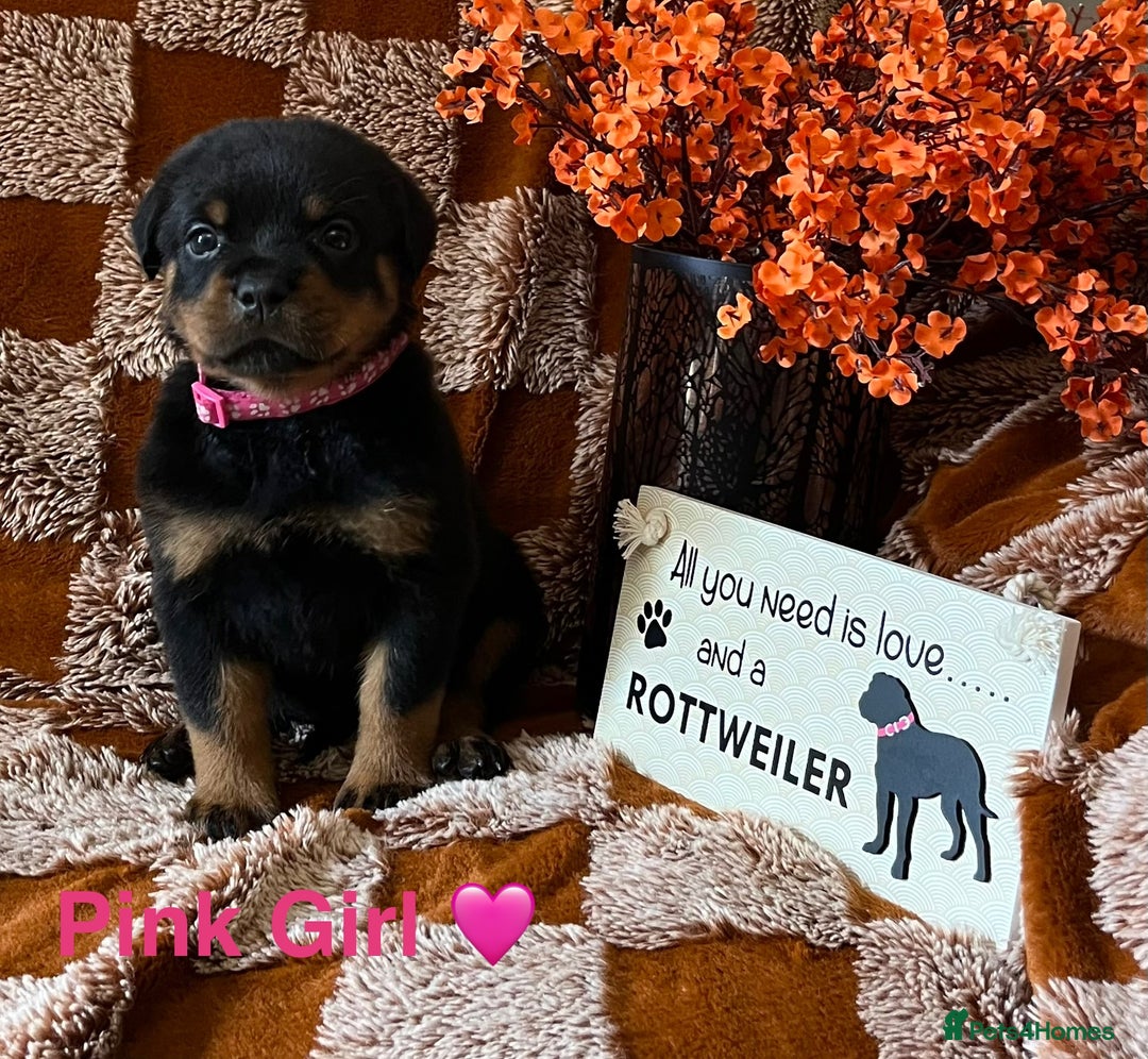 Rottweiler dogs for sale: The best of the best Rottweilers  - Image 24