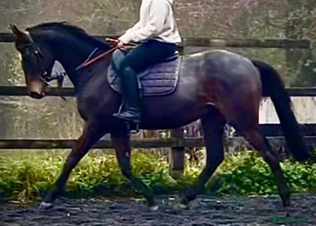 Irish Thoroughbred horses for sale: 16.2HH Irish TB Gelding - Advert 2