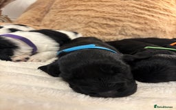 Mixed Breed dogs for sale: Cocker Sproodle Puppies ready 16/12 - Advert 21