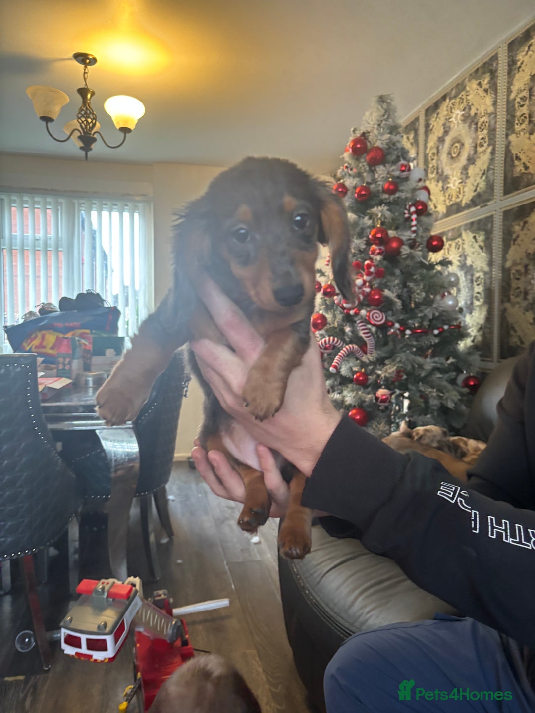 Dachshund dogs for sale: Dachshund pups kc registed - Advert 4