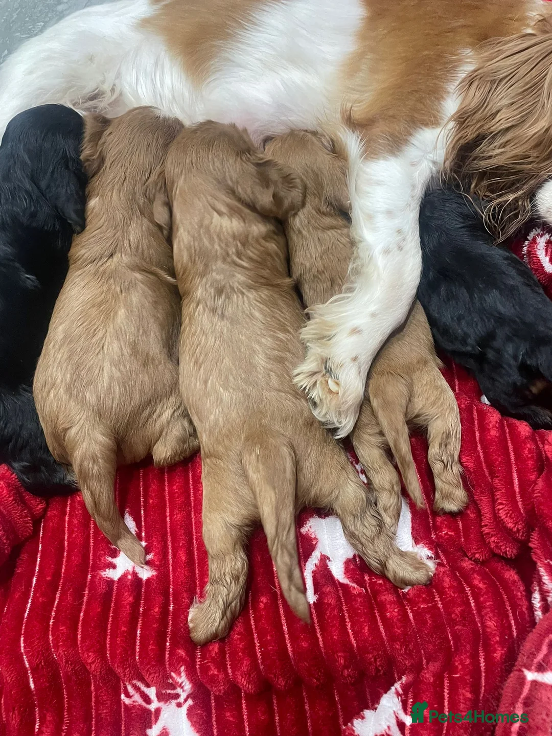 Cavalier King Charles Spaniel dogs for sale: Cavalier King Charles puppies in Peterborough - Advert 1