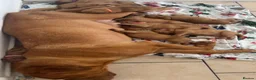 Dogue De Bordeaux dogs for sale: Dogue de Bordeaux pups in Croydon - Advert 2