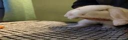 Mini Lop rabbits for sale: Baby rabbits  - Advert 8