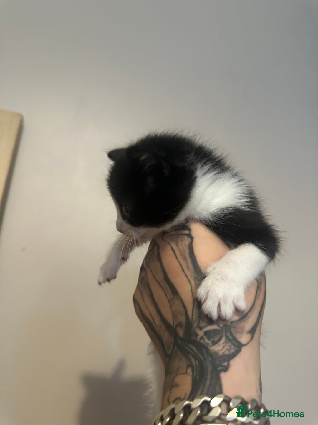 British Shorthair cats for sale: 7 week old kittens  - Image 9