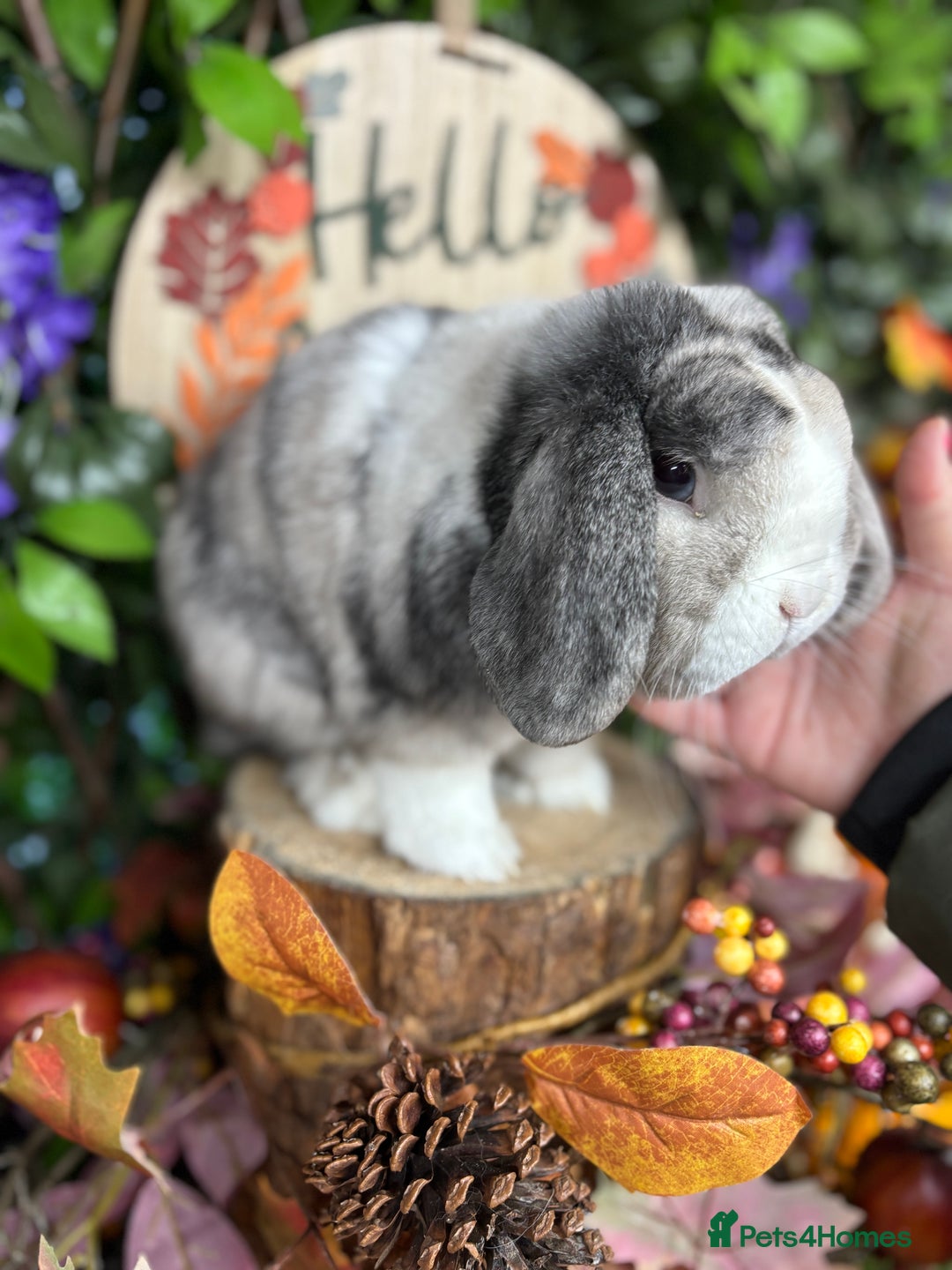 Mini Lop rabbits for sale: 🌟PURE BRED PEDIGREE MINI LOPS🌟 - Image 12