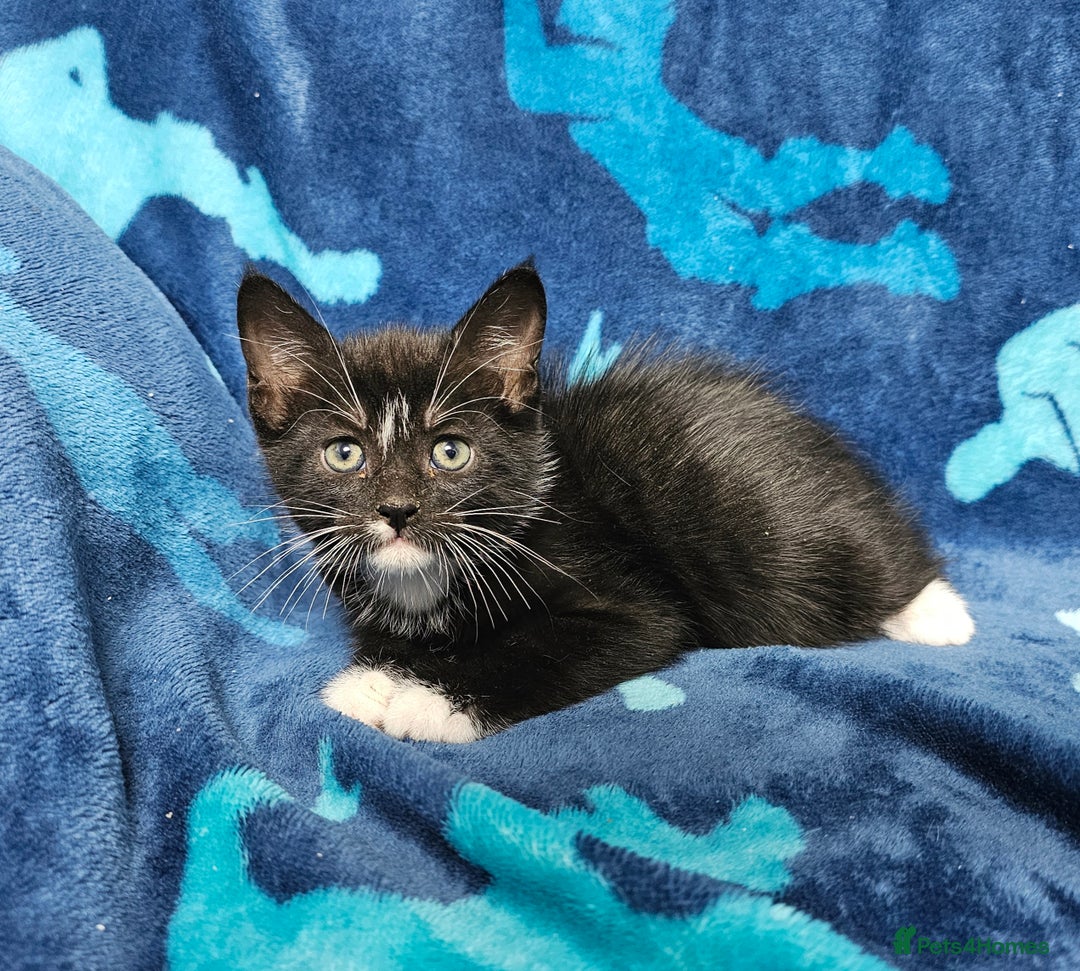 Mixed Breed cats for sale: 2 male kittens ready now - Image 10