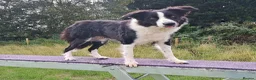 Border Collie dogs for sale: 5 year old Border Collie Female  - Advert 4